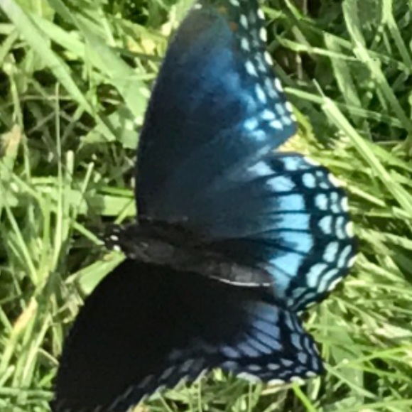 Meet your Posher, Carrie - Picture 1 of 1